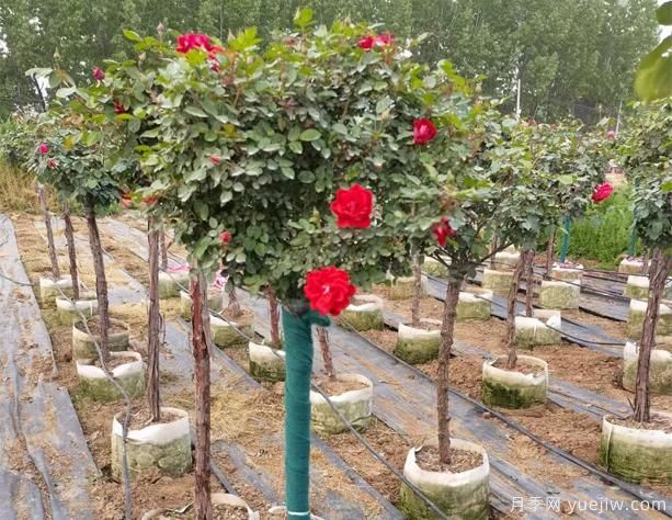 公園樹(shù)狀月季到什么時(shí)候重剪呢？(圖1)