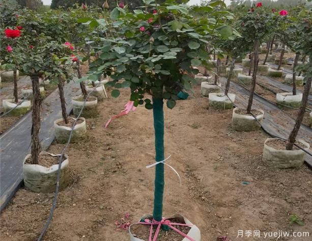 樹狀月季的移栽時間、苗木處理和養(yǎng)護辦法！(圖1)