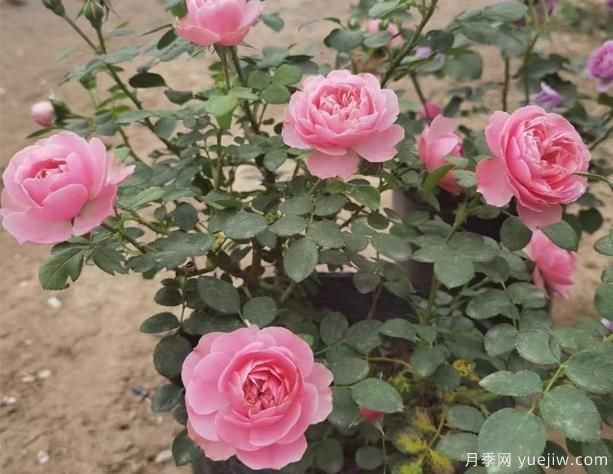 挑選盆栽月季花，有哪些小技巧呢？(圖1)