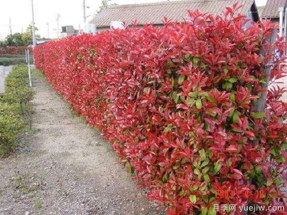 如何種植紅葉石楠？紅葉石楠種植技術(圖1)