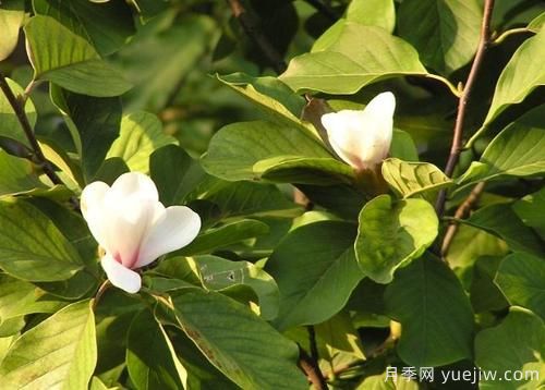 玉蘭樹(shù)應(yīng)該怎么才能防治病蟲(chóng)害？(圖1)