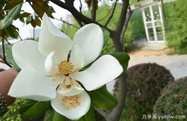廣玉蘭樹什么時(shí)候開花？(圖2)