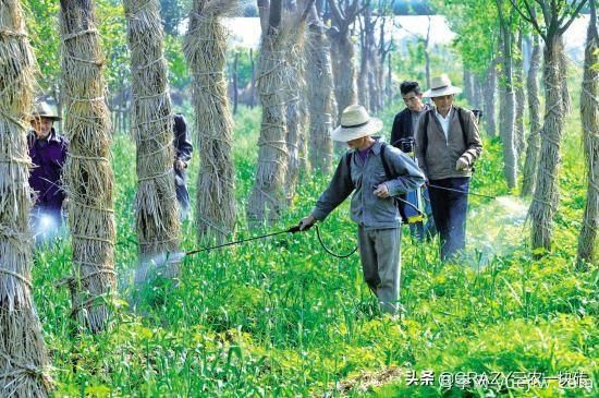 綠化養(yǎng)護(hù)春季的工作重點(diǎn)是什么？(圖2)
