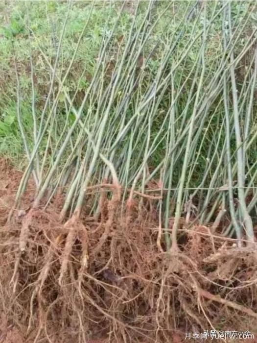 公園一般種植什么綠化樹木？(圖2)