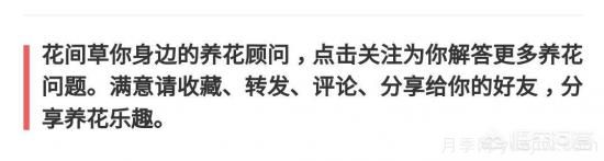 常見的花卉生長調(diào)節(jié)劑都有哪些？它們都起什么作用？(圖5)