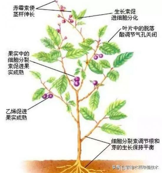 常見的花卉生長調(diào)節(jié)劑都有哪些？它們都起什么作用？(圖7)