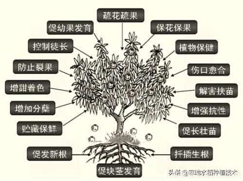 常見的花卉生長調(diào)節(jié)劑都有哪些？它們都起什么作用？(圖6)
