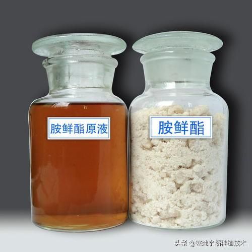 常見的花卉生長調(diào)節(jié)劑都有哪些？它們都起什么作用？(圖8)