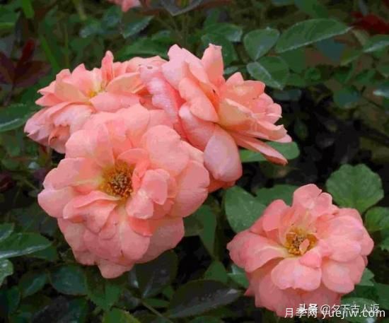 大花濃香抗病豐花月季品種？(圖1)