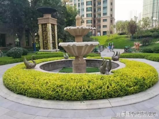 金葉女貞園林用途有哪些？(圖3)