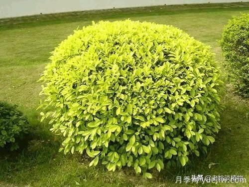 金葉女貞園林用途有哪些？(圖5)