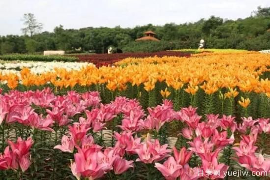 花卉播種應(yīng)該注意哪些方面？(圖6)