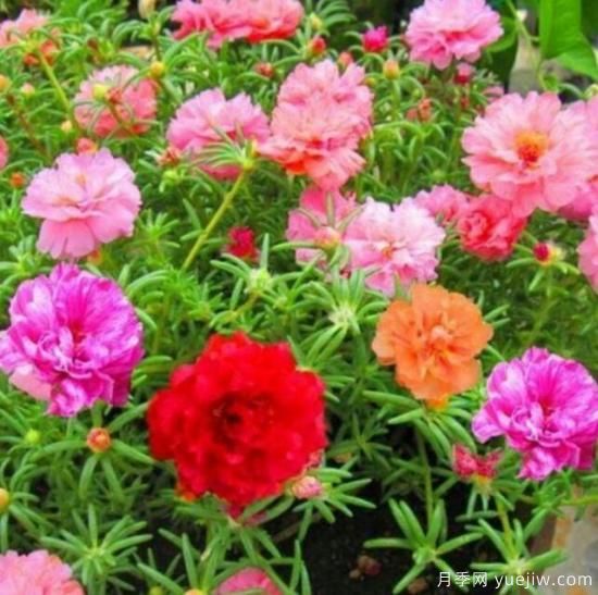 各種花卉對(duì)水的要求都是一樣的嗎？(圖1)