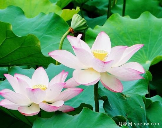 各種花卉對(duì)水的要求都是一樣的嗎？(圖3)