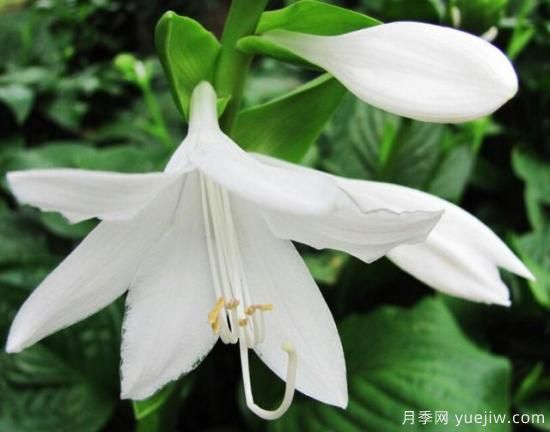 各種花卉對(duì)水的要求都是一樣的嗎？(圖4)