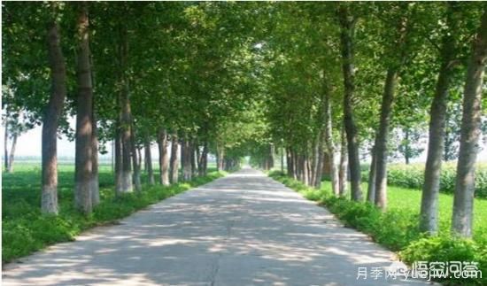 道路綠化苗木一般有哪些？(圖2)