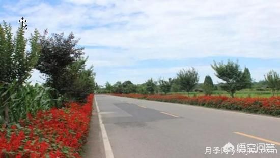 道路綠化苗木一般有哪些？(圖6)