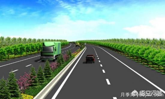 道路綠化苗木一般有哪些？(圖5)