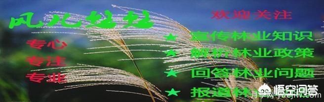 道路綠化苗木一般有哪些？(圖7)