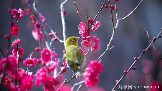 園林綠化養(yǎng)護需要注意哪些問題？(圖1)