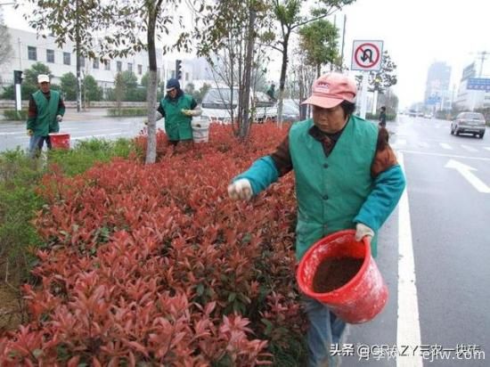 國(guó)外的園林綠化是怎么養(yǎng)護(hù)的？(圖6)