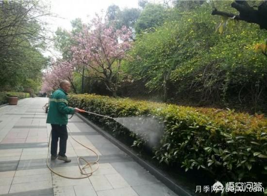 如何做園林的綠化養(yǎng)護(hù)工作？(圖1)