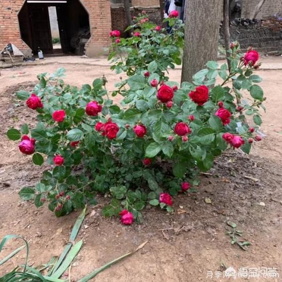 有哪些花友必備的月季花品種可以推薦下？(圖10)