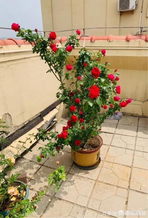 有哪些花友必備的月季花品種可以推薦下？(圖8)
