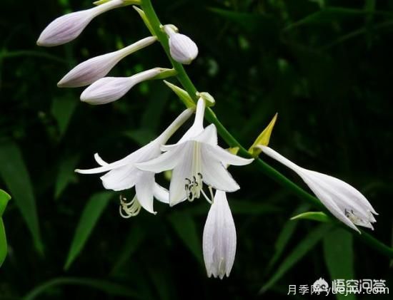 多年生的草本花卉品種的花有什么花？(圖3)