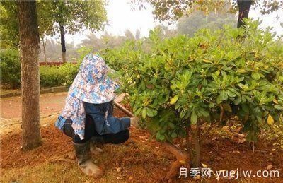 如何做園林的綠化養(yǎng)護(hù)工作？(圖5)
