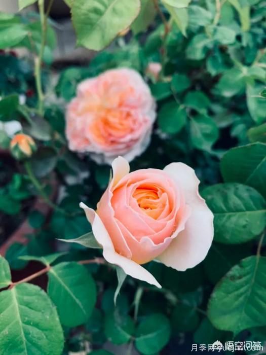 有哪些花友必備的月季花品種可以推薦下？(圖3)