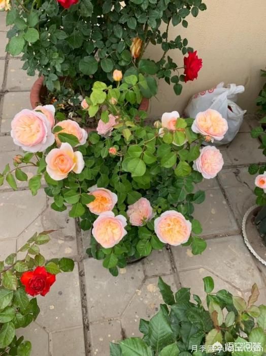 有哪些花友必備的月季花品種可以推薦下？(圖5)