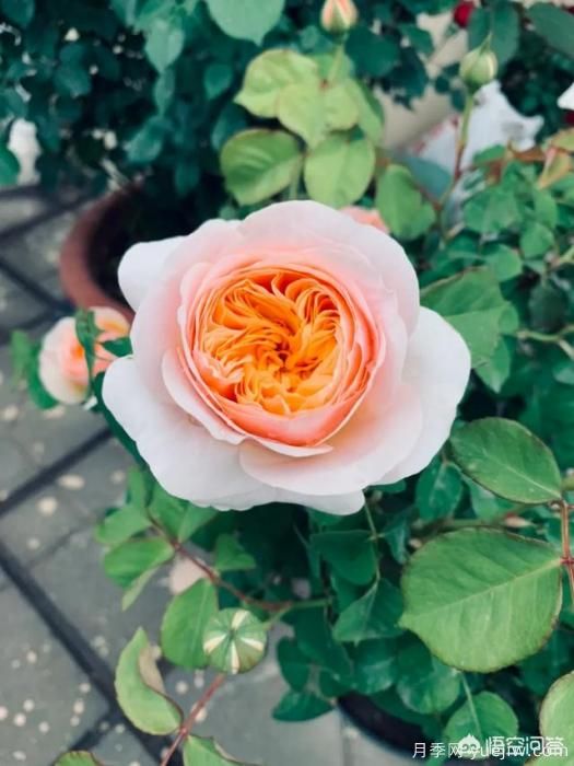 有哪些花友必備的月季花品種可以推薦下？(圖2)