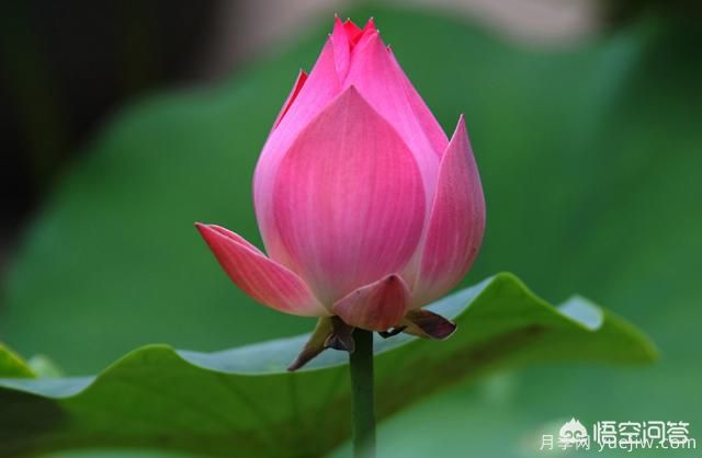多年生的草本花卉品種的花有什么花？(圖6)