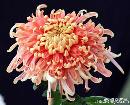 多年生的草本花卉品種的花有什么花？(圖7)