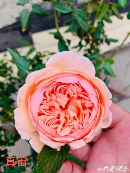 有哪些花友必備的月季花品種可以推薦下？(圖11)