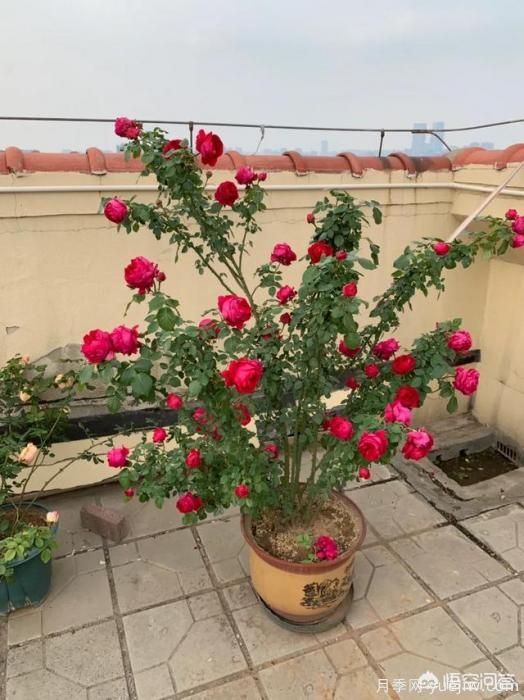 有哪些花友必備的月季花品種可以推薦下？(圖9)