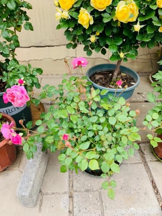 有哪些花友必備的月季花品種可以推薦下？(圖16)