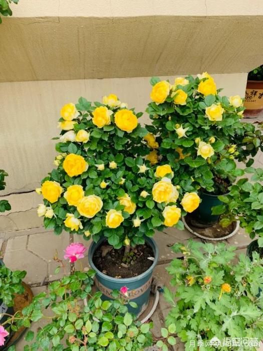 有哪些花友必備的月季花品種可以推薦下？(圖19)