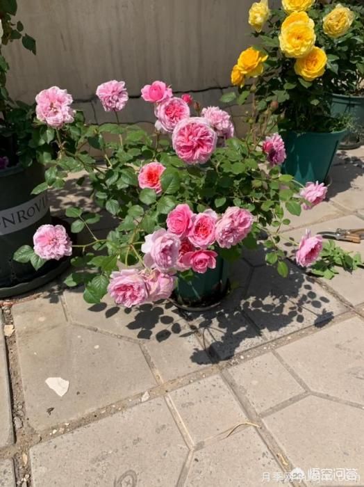 有哪些花友必備的月季花品種可以推薦下？(圖18)