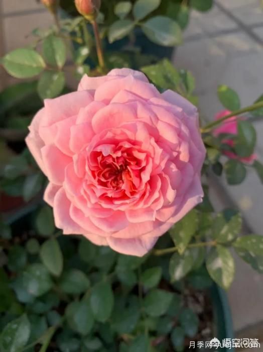 有哪些花友必備的月季花品種可以推薦下？(圖17)