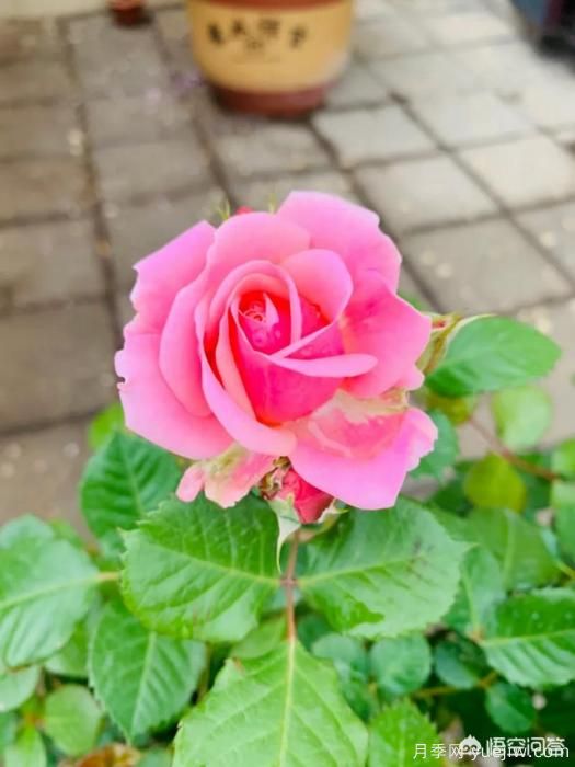 有哪些花友必備的月季花品種可以推薦下？(圖25)