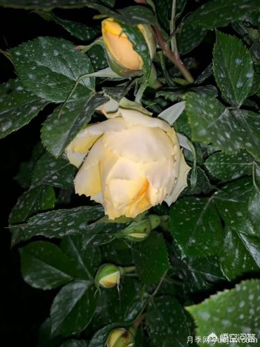 有哪些花友必備的月季花品種可以推薦下？(圖22)
