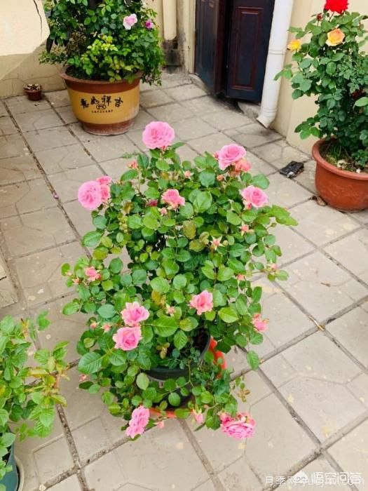 有哪些花友必備的月季花品種可以推薦下？(圖23)