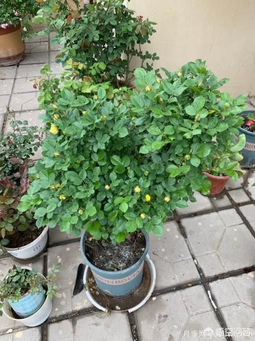 有哪些花友必備的月季花品種可以推薦下？(圖21)