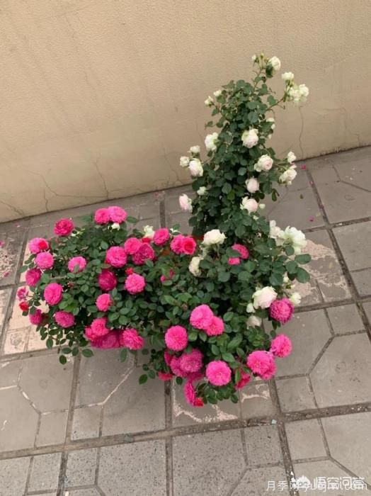 有哪些花友必備的月季花品種可以推薦下？(圖31)