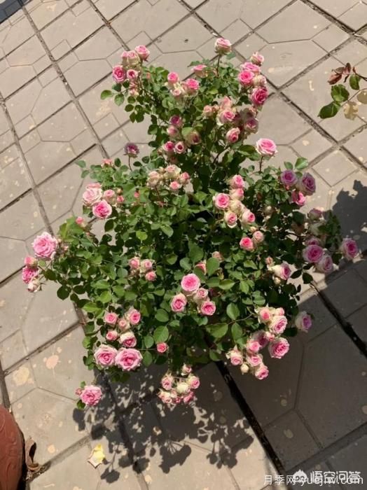 有哪些花友必備的月季花品種可以推薦下？(圖29)