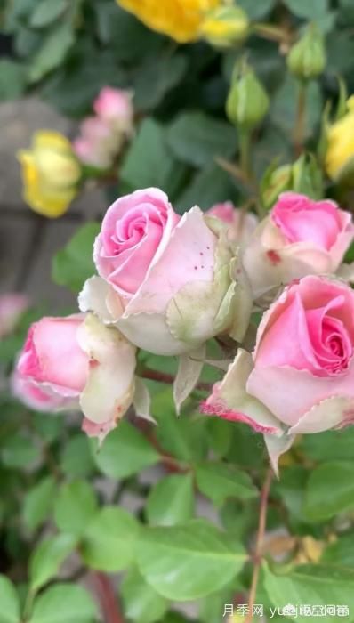 有哪些花友必備的月季花品種可以推薦下？(圖28)