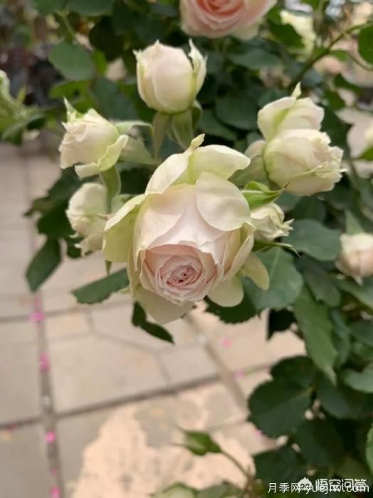 有哪些花友必備的月季花品種可以推薦下？(圖36)