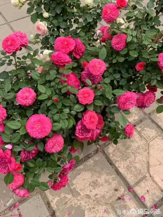 有哪些花友必備的月季花品種可以推薦下？(圖33)